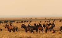 Topi grazing at Mbali Mbali Katavi Lodge