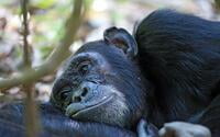 Chimpanzee trekking at Mbali Mbali Mahale Lodge
