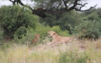 Lions at Mbali Mbali Tarangire River Camp