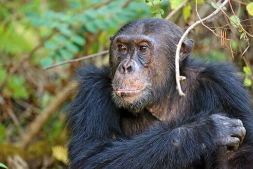 Chimpanzee Trekking at Mbali Mbali Gombe Lodge
