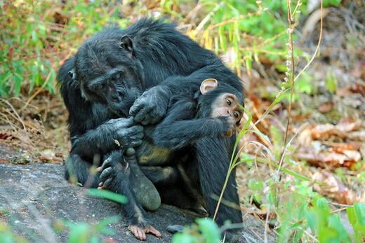 Chimpanzees at Mbali Mbali Mahale Lodge